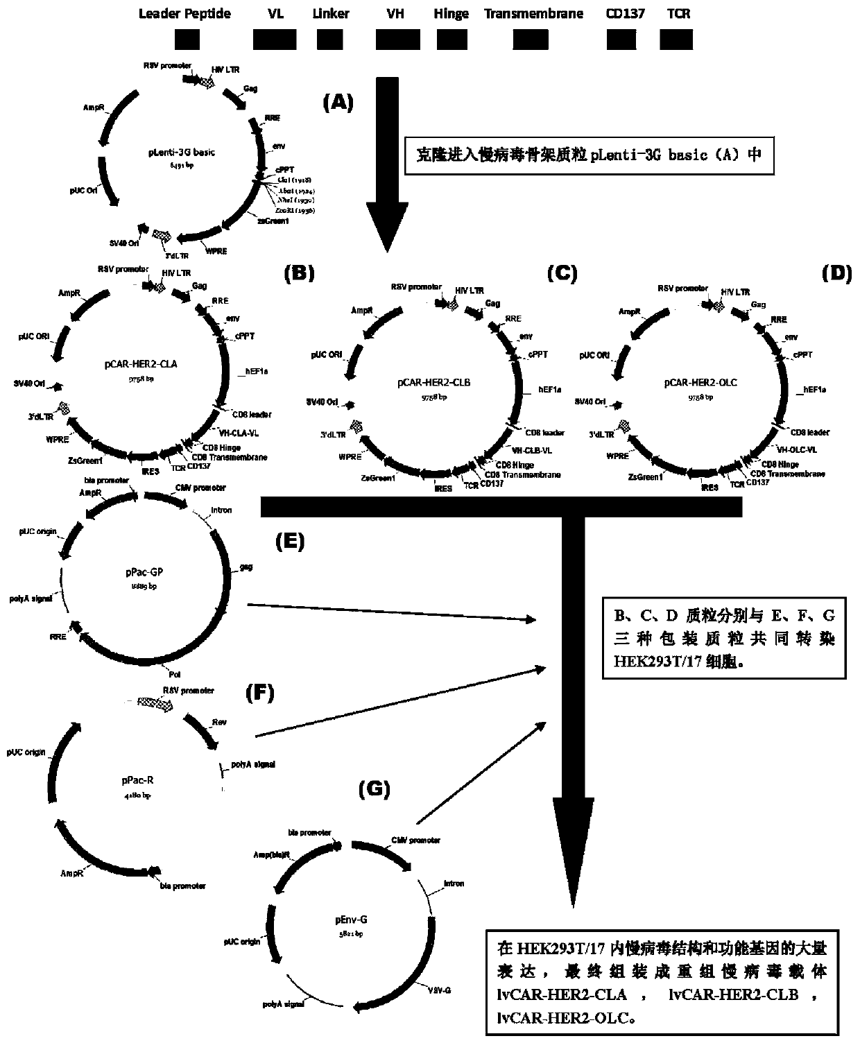 Anti-her2 chimeric antigen receptor, coding gene, recombinant expression vector and its construction method and application