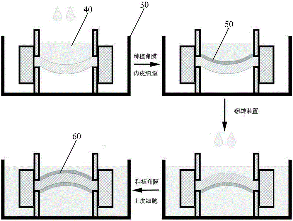 Cell cultivation model for artificial cornea reconstruction