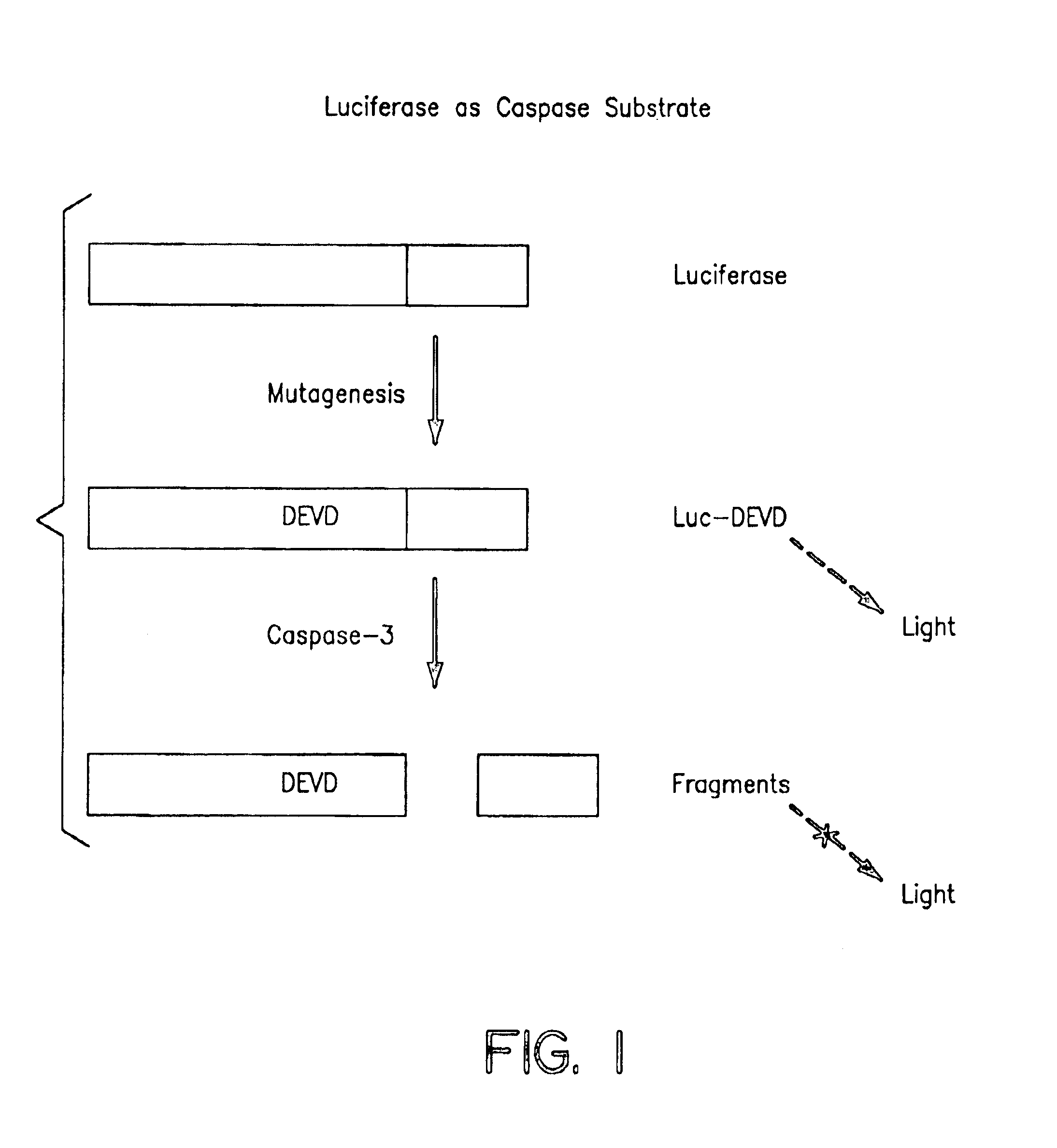 Protease specific cleavable luciferases and methods of use thereof