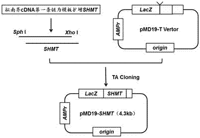 Application of Dual Expression of Serine Hydroxymethyltransferase Gene and Formate Dehydrogenase Gene in Arabidopsis