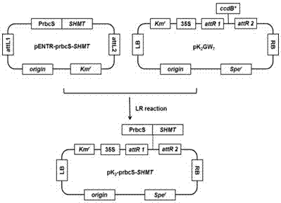 Application of Dual Expression of Serine Hydroxymethyltransferase Gene and Formate Dehydrogenase Gene in Arabidopsis