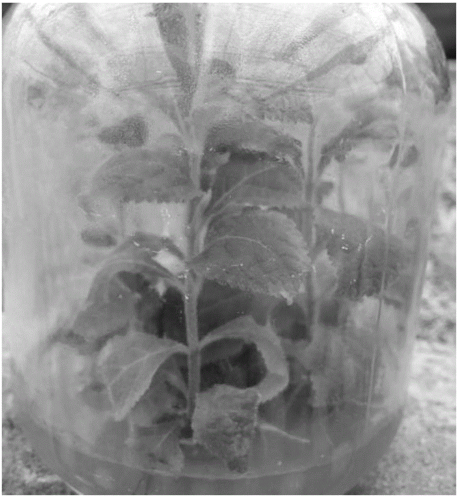 Method for tissue-culture seedling exercising of callicarpa bodinieri