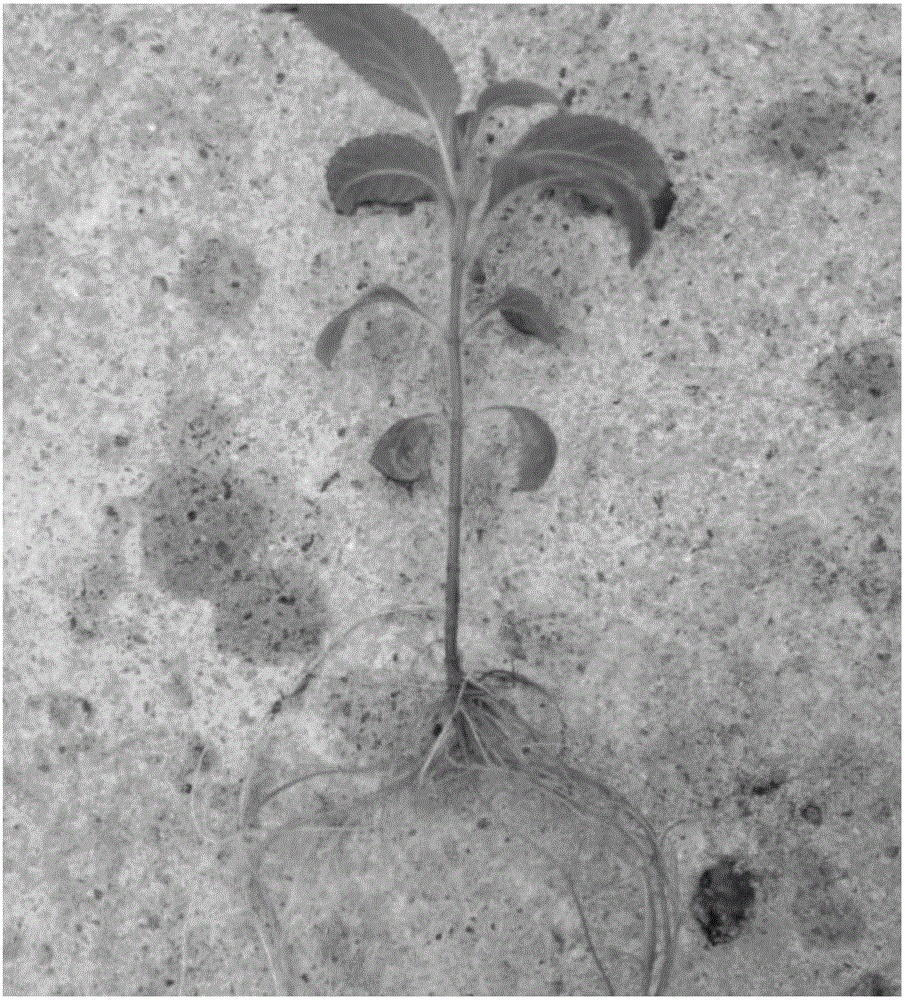 Method for tissue-culture seedling exercising of callicarpa bodinieri