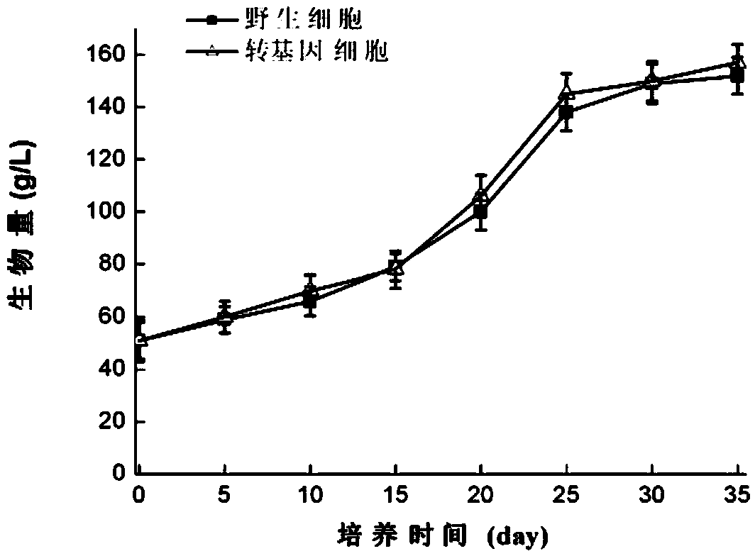 Application of plant NIA1 gene in increasing content of flavone and content of lactone of ginkgoes