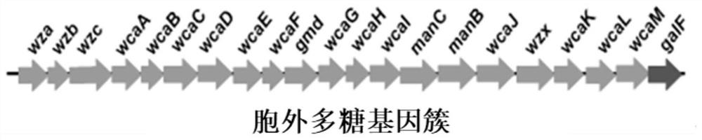 Genetic Engineering Bacteria Deleting 21 Coding Exopolysaccharide Synthesis Genes and Its Application