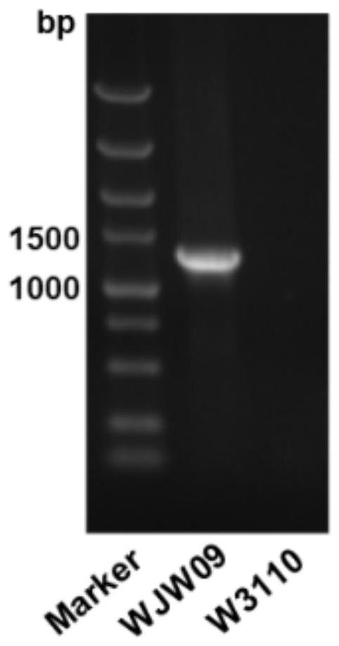 Genetic Engineering Bacteria Deleting 21 Coding Exopolysaccharide Synthesis Genes and Its Application