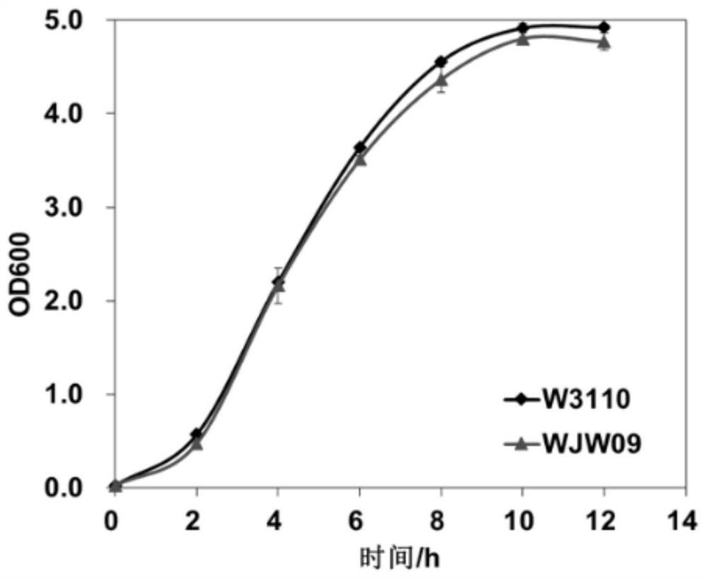 Genetic Engineering Bacteria Deleting 21 Coding Exopolysaccharide Synthesis Genes and Its Application