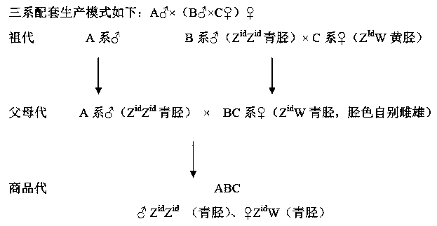 A kind of cultivation method of slaughter type high-quality chilled fresh chicken