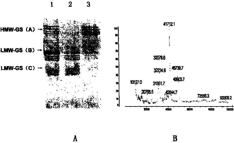 Mass spectrum method for identifying low-molecular-weight glutenin subunit of wheat