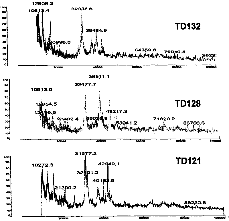 Mass spectrum method for identifying low-molecular-weight glutenin subunit of wheat