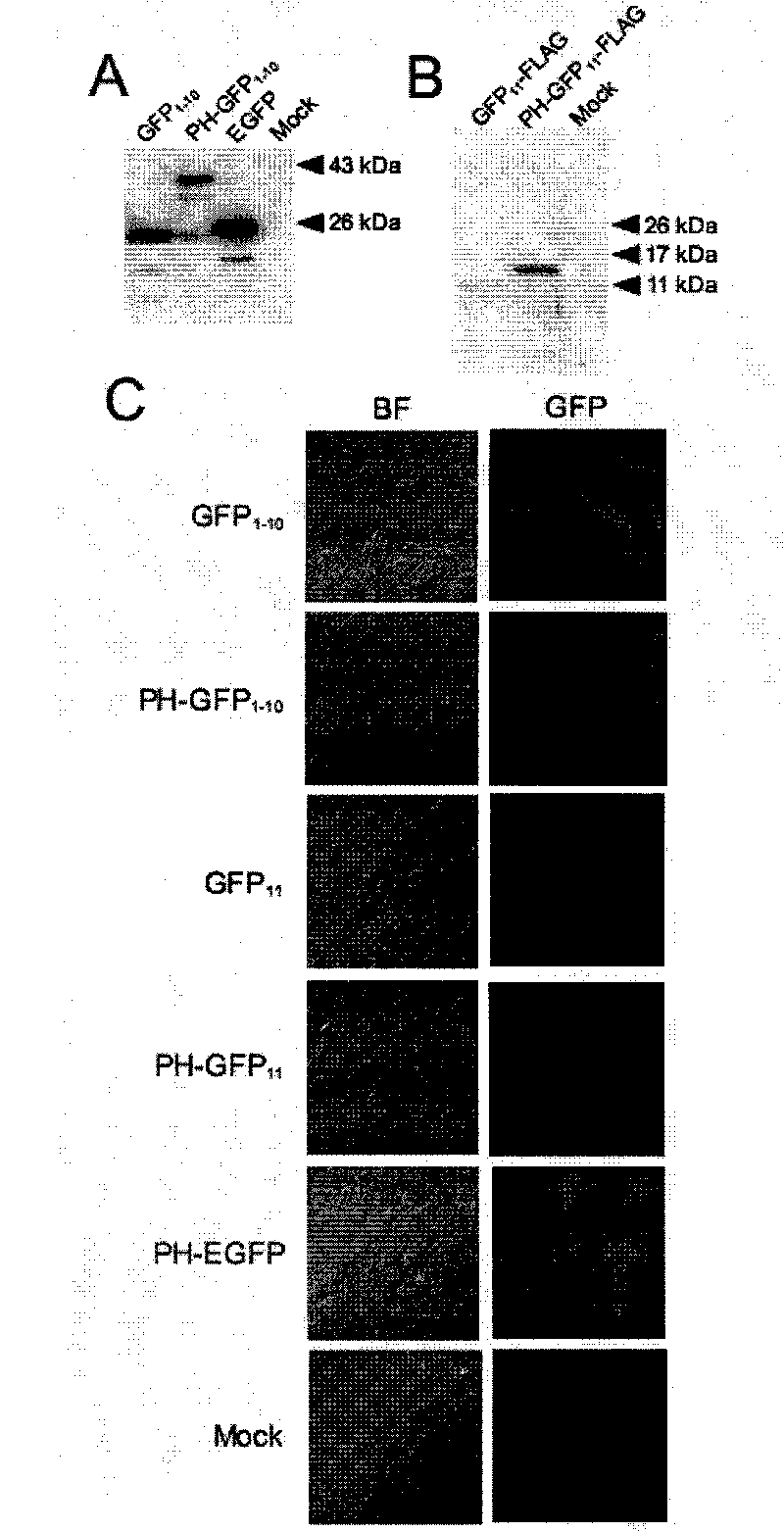 Combination of fusion protein for separating fluorescent protein, expression vector and application thereof