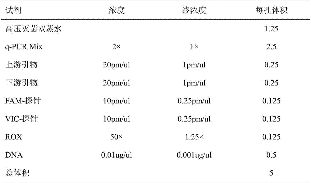 Susceptible SNP site of NTN1 gene and application thereof