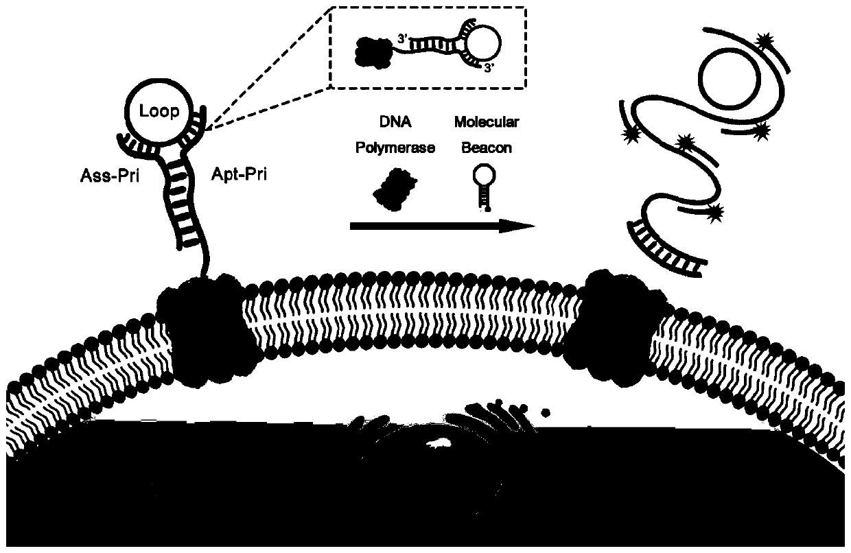 Method for nondestructive analysis of mesenchymal stem cell membrane protein