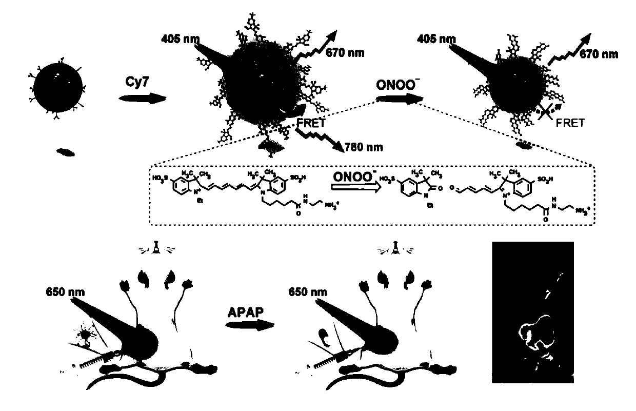 Near-infrared luminous biomass quantum dots and NIR ratio fluorescent probe, and preparation method and application of biomass quantum dots and fluorescent probe