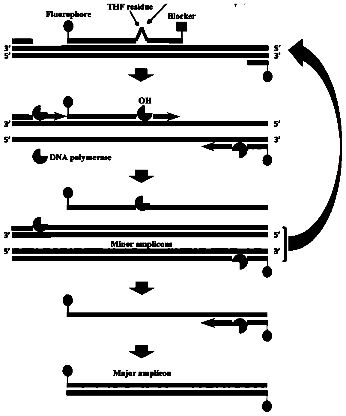 Candida albicans detection kit based on RPA rapid detection technology