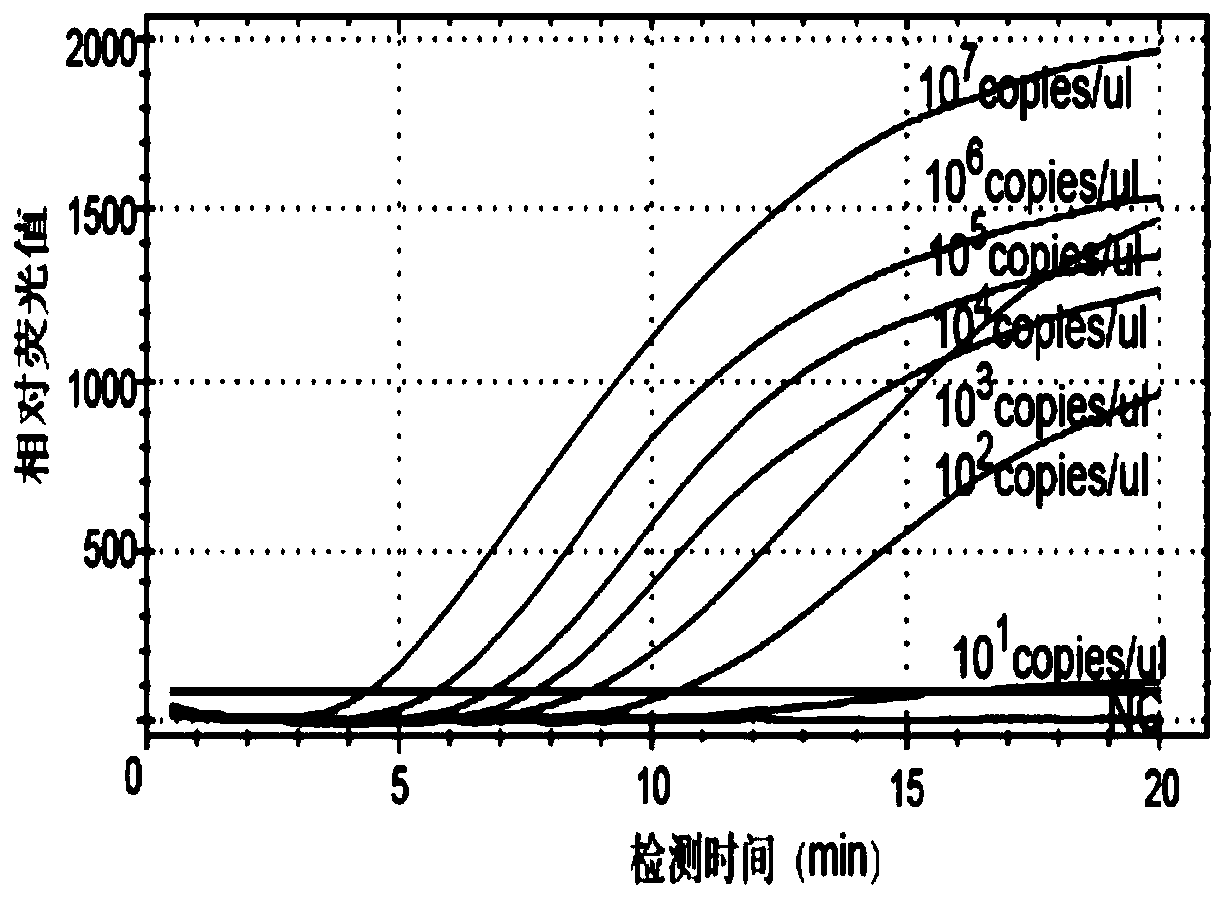 Candida albicans detection kit based on RPA rapid detection technology