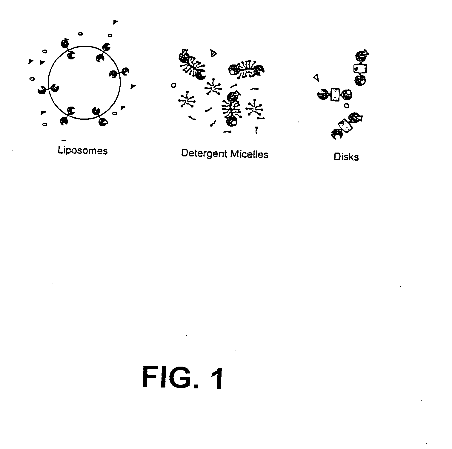 Membrane scaffold proteins