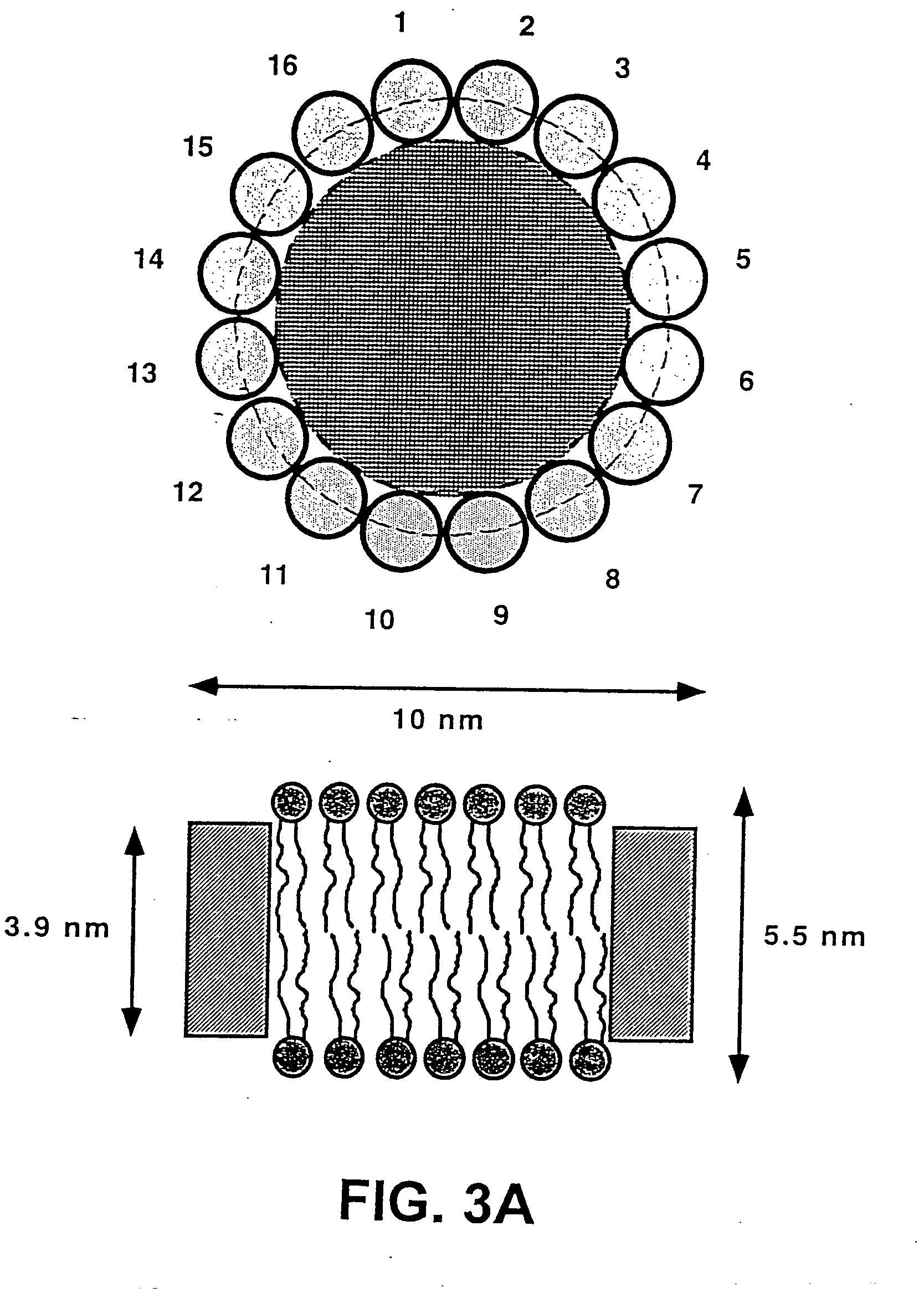 Membrane scaffold proteins