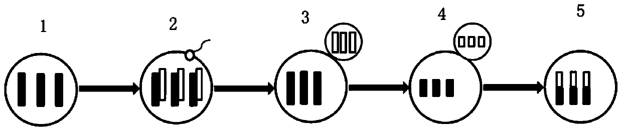 A kind of preparation method of Hong Kong oyster tetraploid larvae