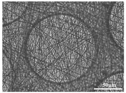 Method for constructing 3D pseudo-epidermis based on organ chip and directed differentiation of induced pluripotent stem cells