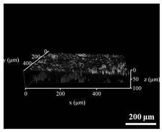 Method for constructing 3D pseudo-epidermis based on organ chip and directed differentiation of induced pluripotent stem cells