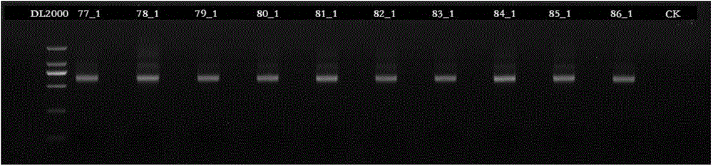 Database-building method for amplicon sequencing