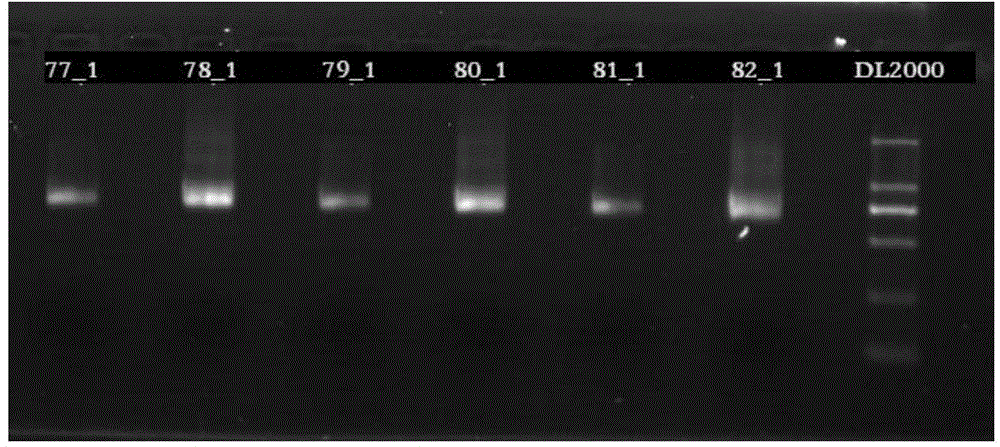 Database-building method for amplicon sequencing