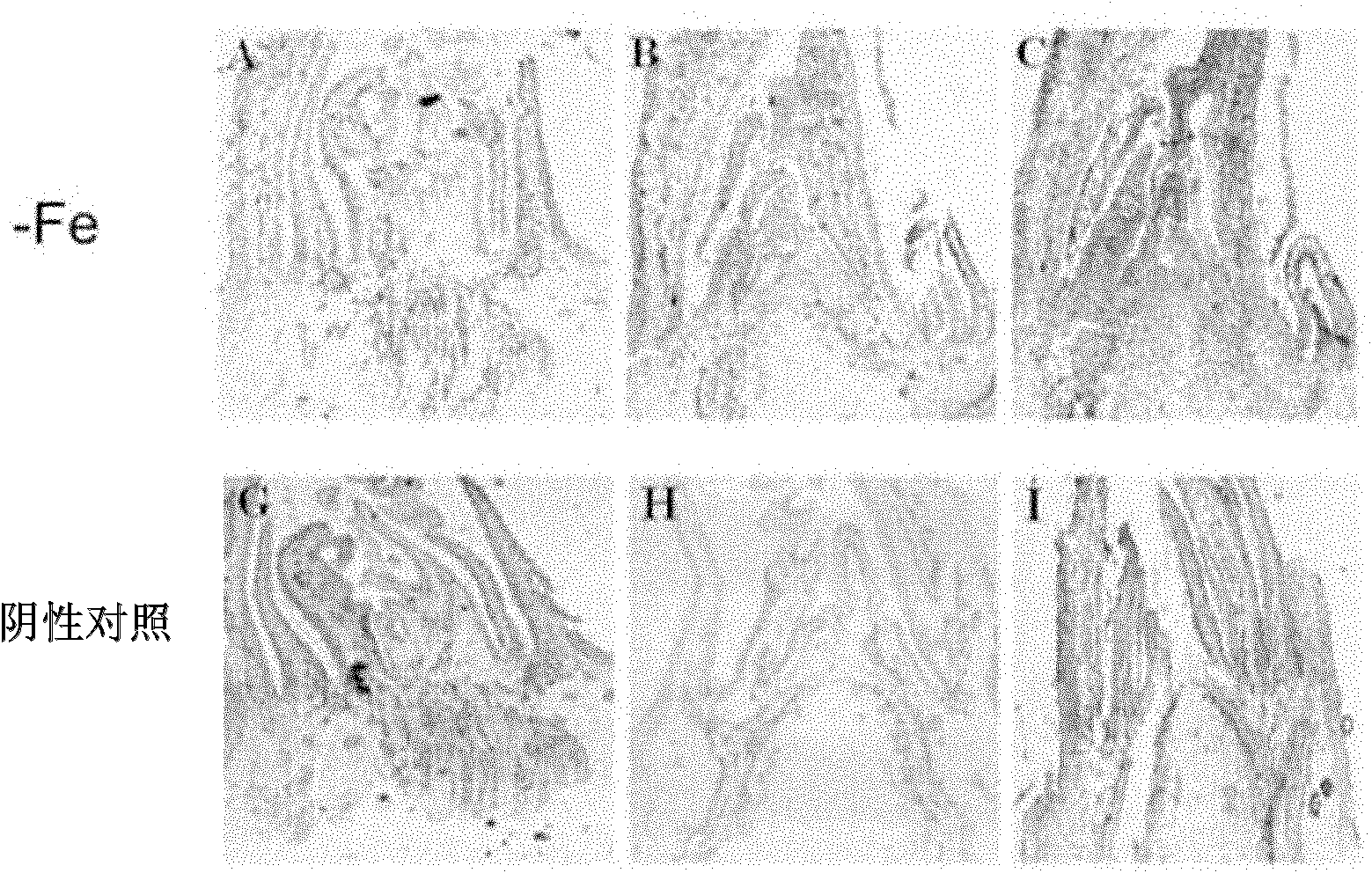 Method for positioning immune tissues of growth hormone for malus plants and application thereof