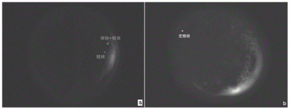 Method for producing allopolyploid misgurnus anguillicaudatus through inhibiting fertilized egg polar body release