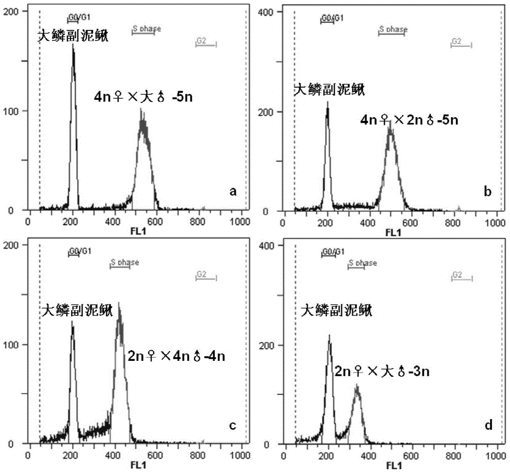 Method for producing allopolyploid misgurnus anguillicaudatus through inhibiting fertilized egg polar body release