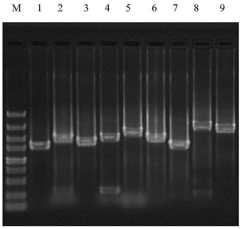 A method for constructing canine distemper virus reverse genetics system