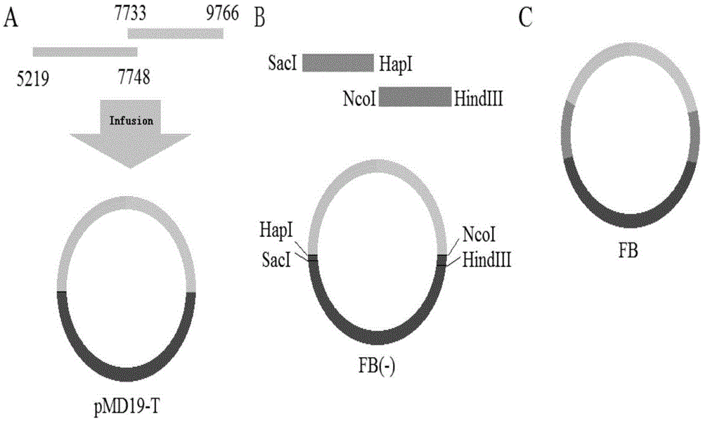 A method for constructing canine distemper virus reverse genetics system