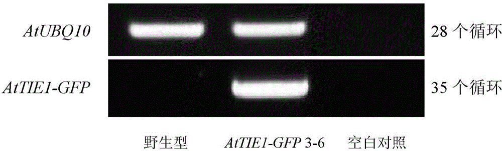 Arabidopis thaliana gene AtTIE 1 controlling plant branching and applications thereof