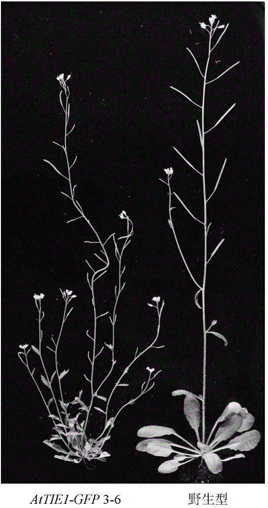 Arabidopis thaliana gene AtTIE 1 controlling plant branching and applications thereof