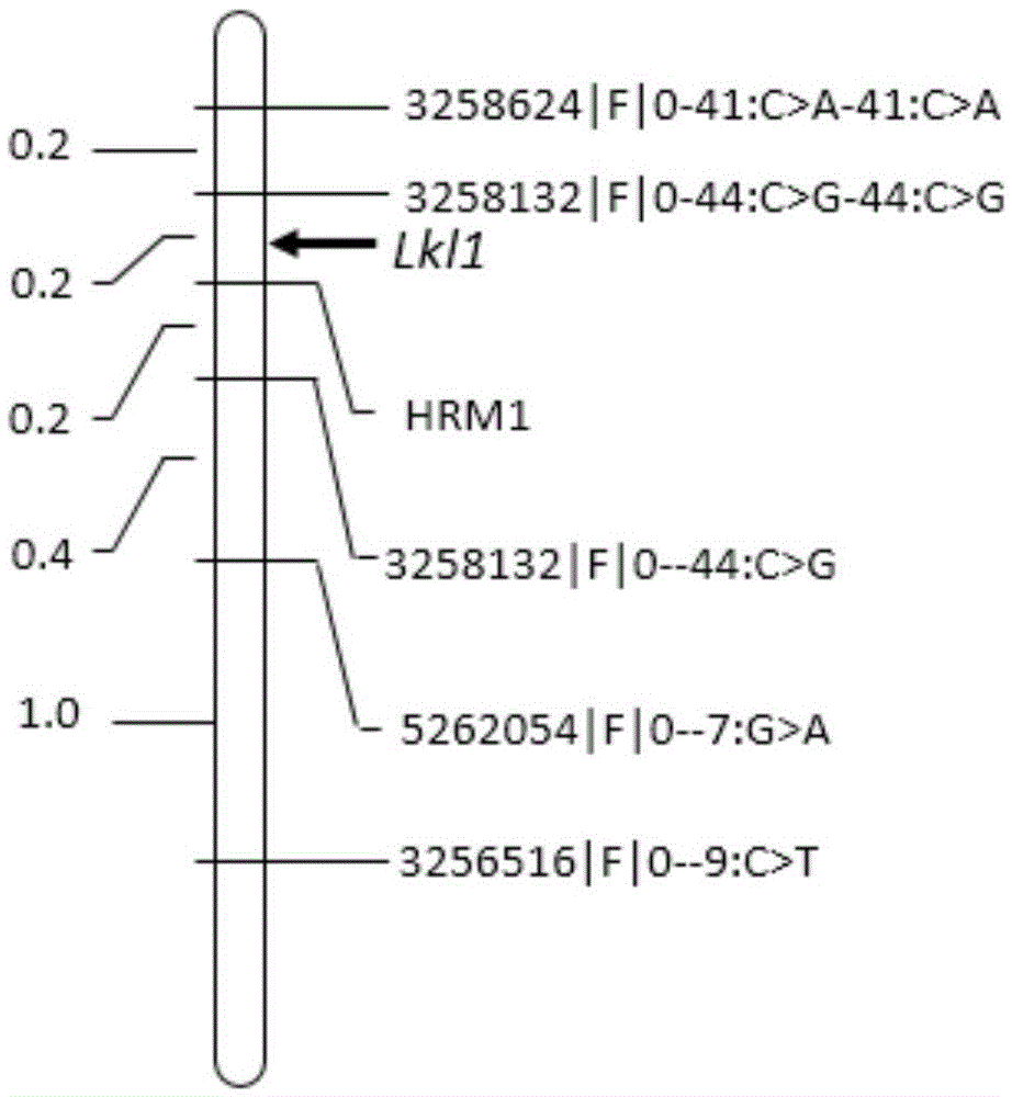 Molecular marker HRM1 of barley grain length gene LkI1 and application of molecular marker