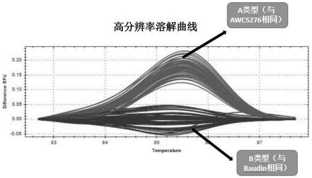 Molecular marker HRM1 of barley grain length gene LkI1 and application of molecular marker