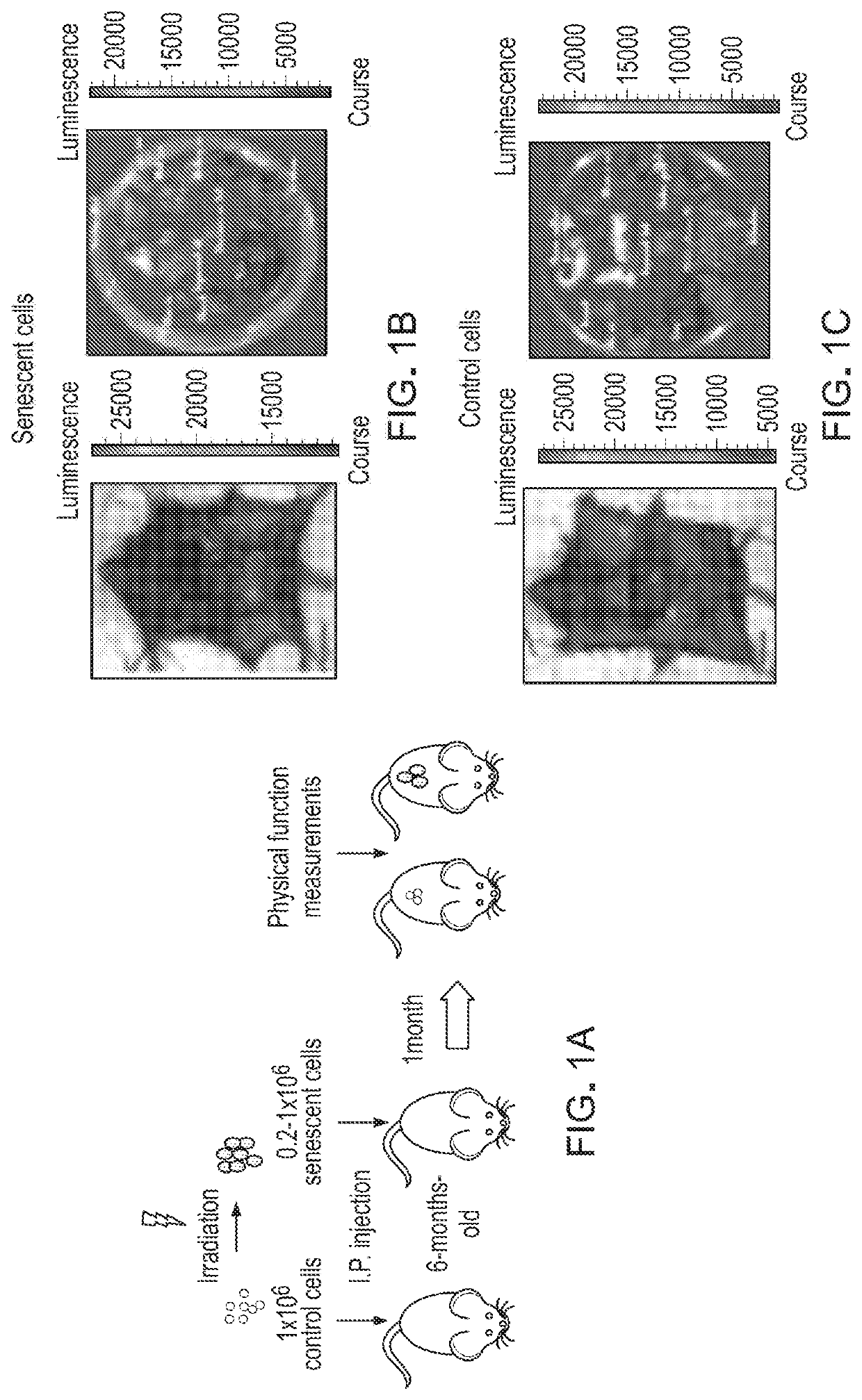 Methods and materials for improving transplant outcomes