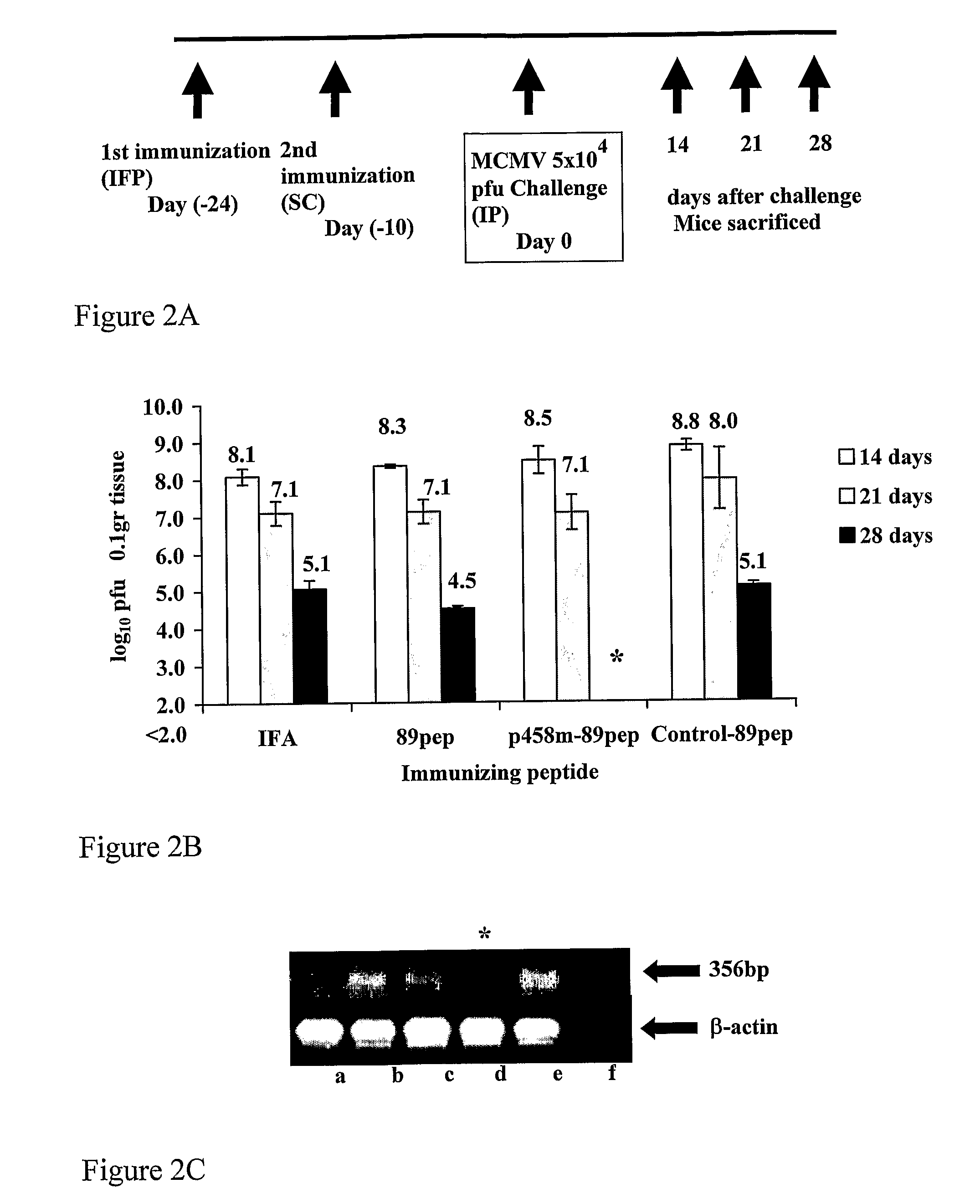 Compositions of Hsp60 Peptides and Viral Antigens for Vaccination and Diagnosis