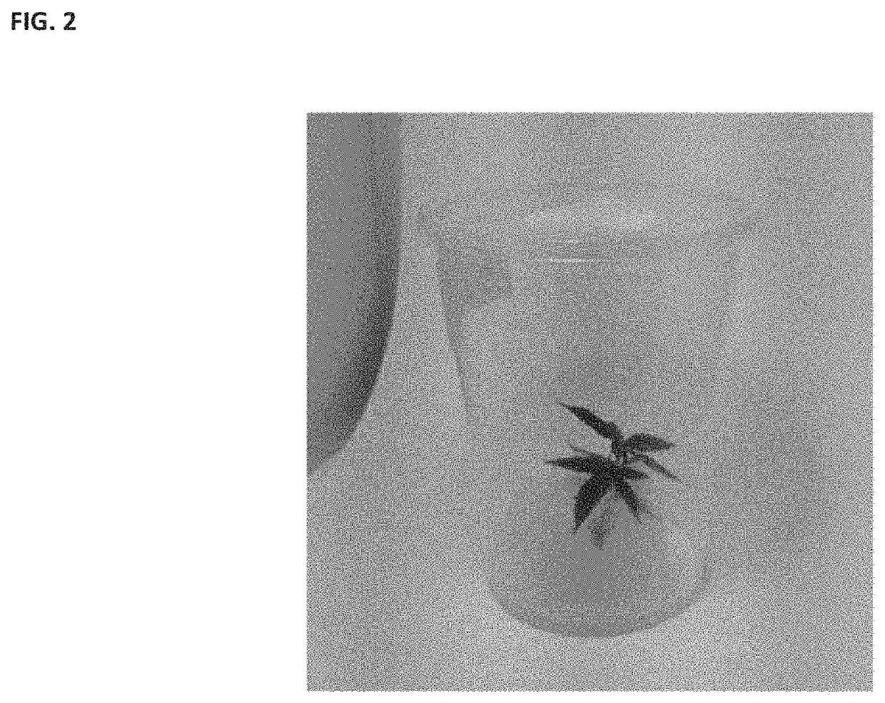 In-Vitro Photoautotrophic Propagation of Cannabis