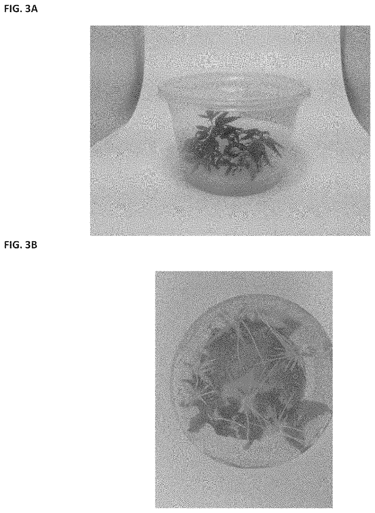 In-Vitro Photoautotrophic Propagation of Cannabis