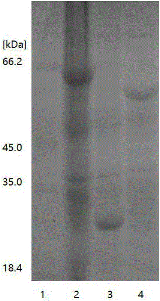 Method for preparing glutathione by means of enzymic method