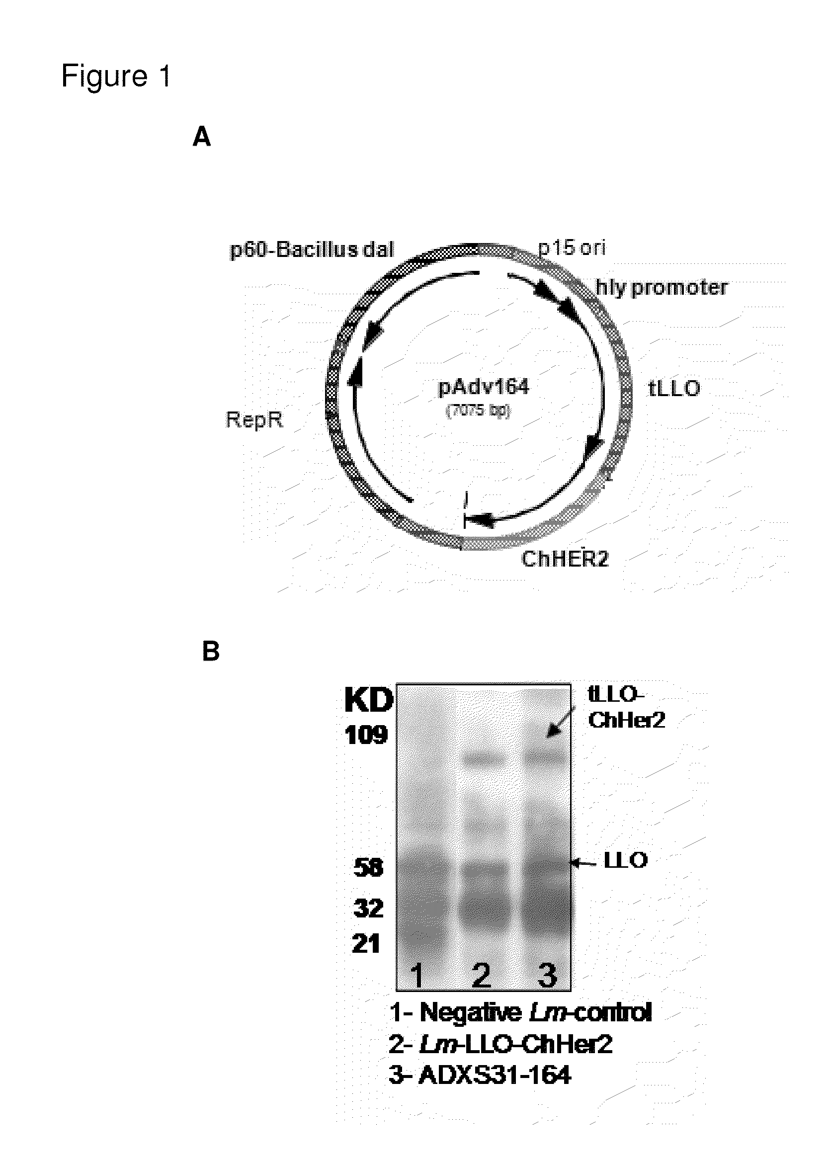 Compositions and methods for prevention of escape mutation in the treatment of HER2/NEU over-expressing tumors