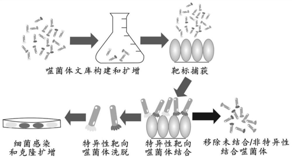 Novel coronavirus subprotein nano vaccine and preparation method and application thereof