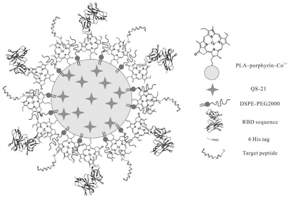 Novel coronavirus subprotein nano vaccine and preparation method and application thereof