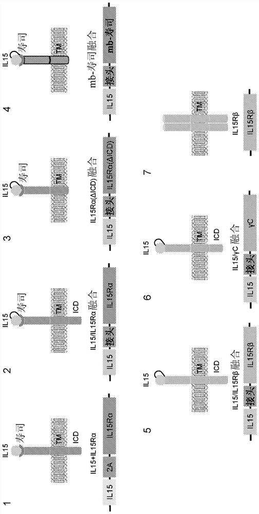 Engineered immune effector cells and use thereof