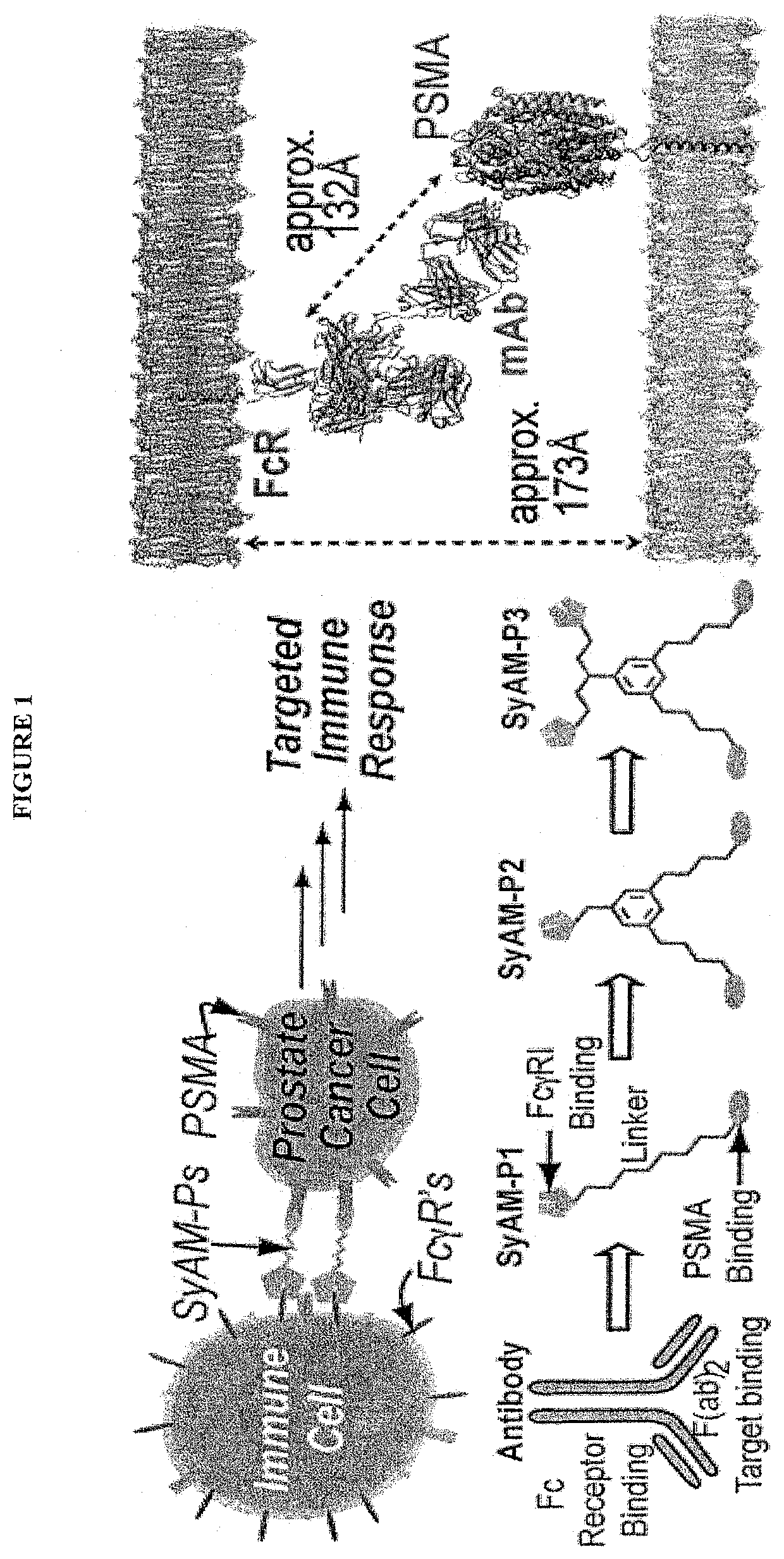 Synthetic antibody mimetic compounds (SyAMs) targeting cancer, especially prostate cancer