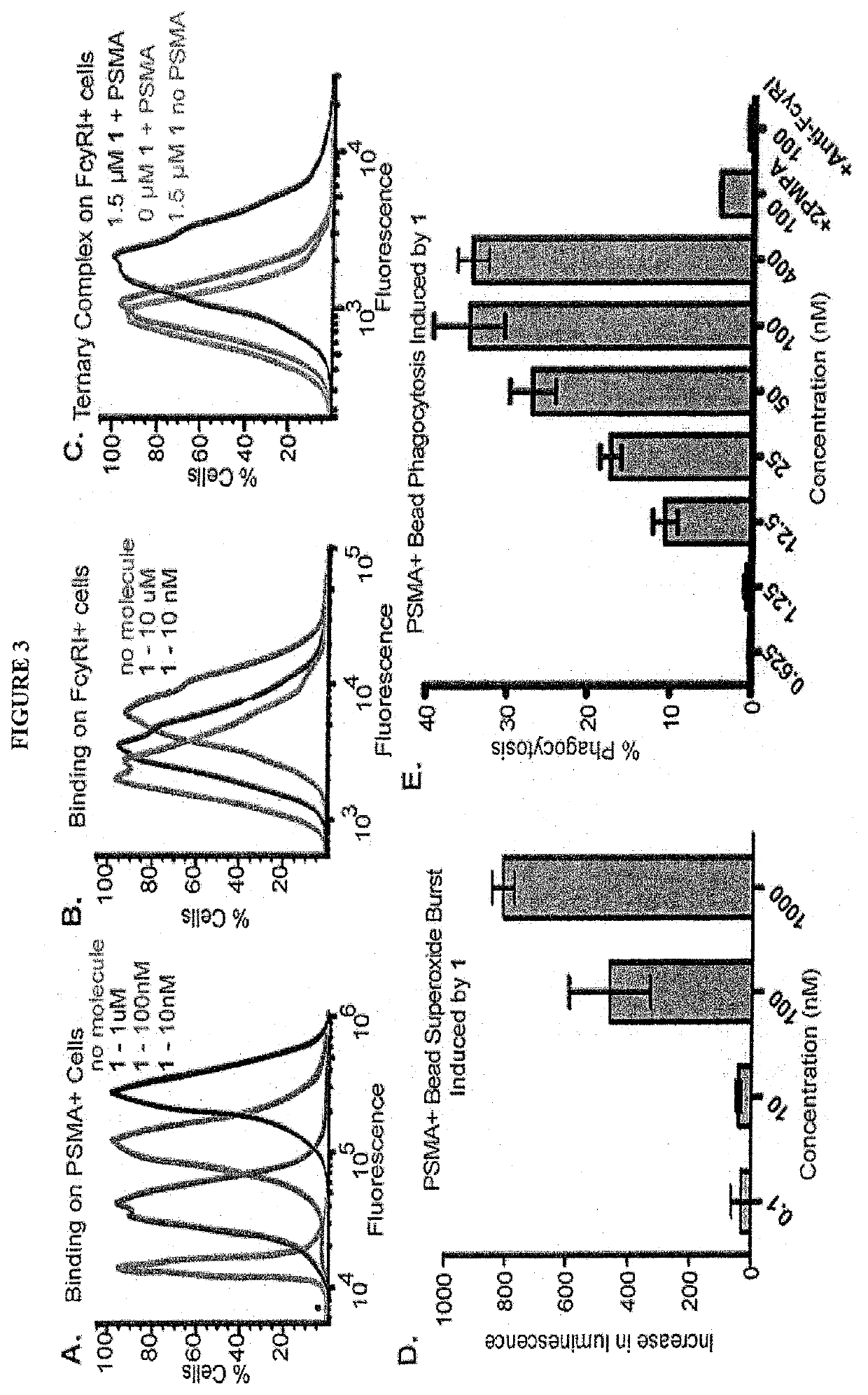 Synthetic antibody mimetic compounds (SyAMs) targeting cancer, especially prostate cancer