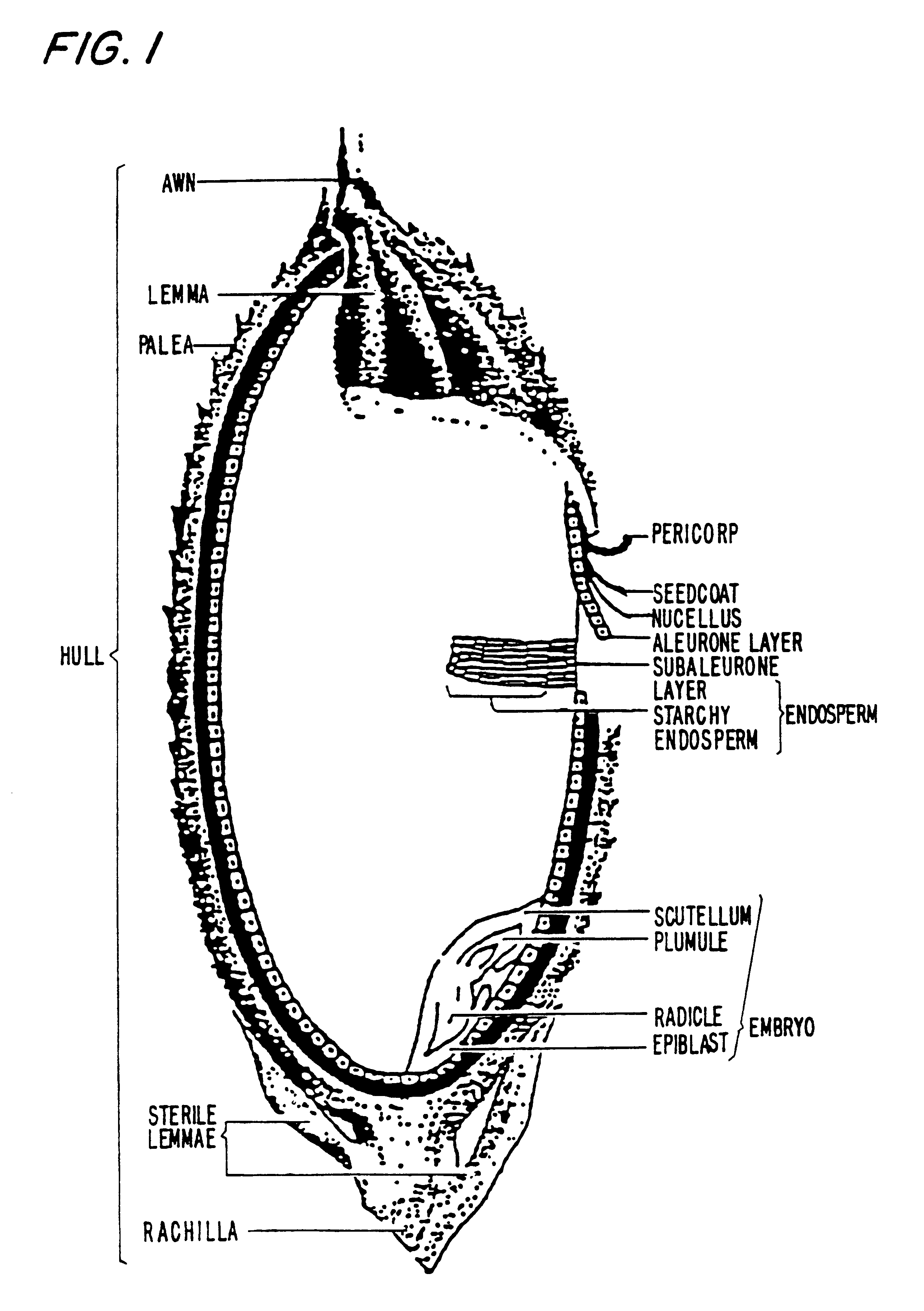 Method of making quick cooking and instant rice