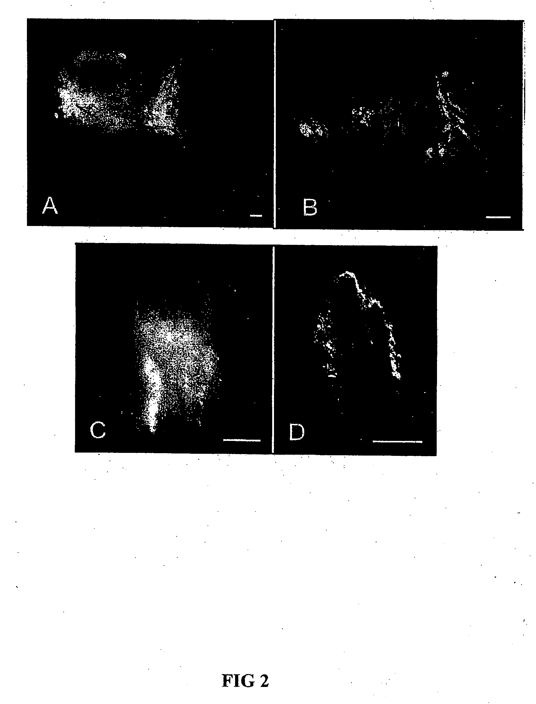 Method of isolating epidermal neural crest stem cells