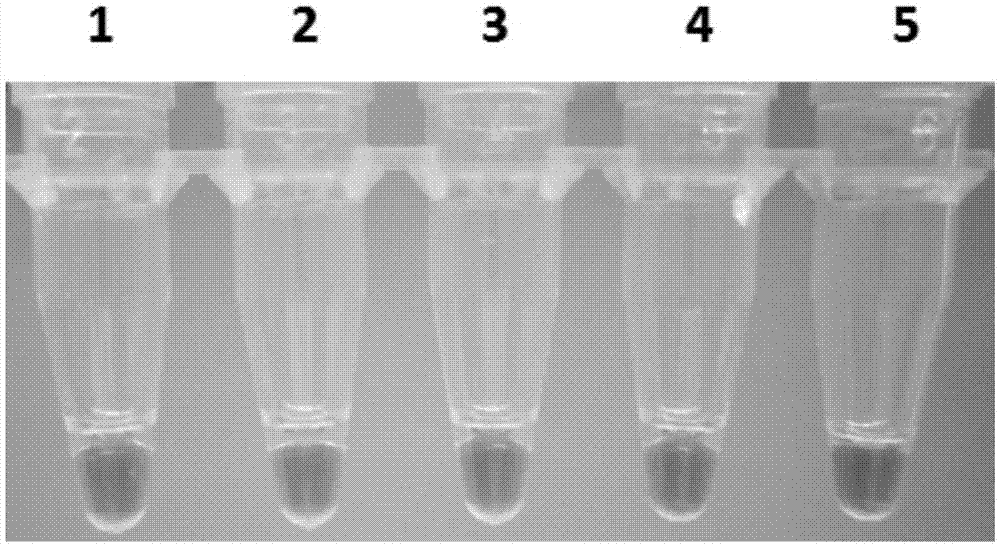 LAMP detection method of Arceuthobium sichuanense